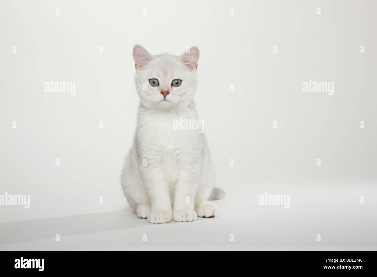 British Shorthair Cat Kitten Silver Shaded Stock Photo 25510358