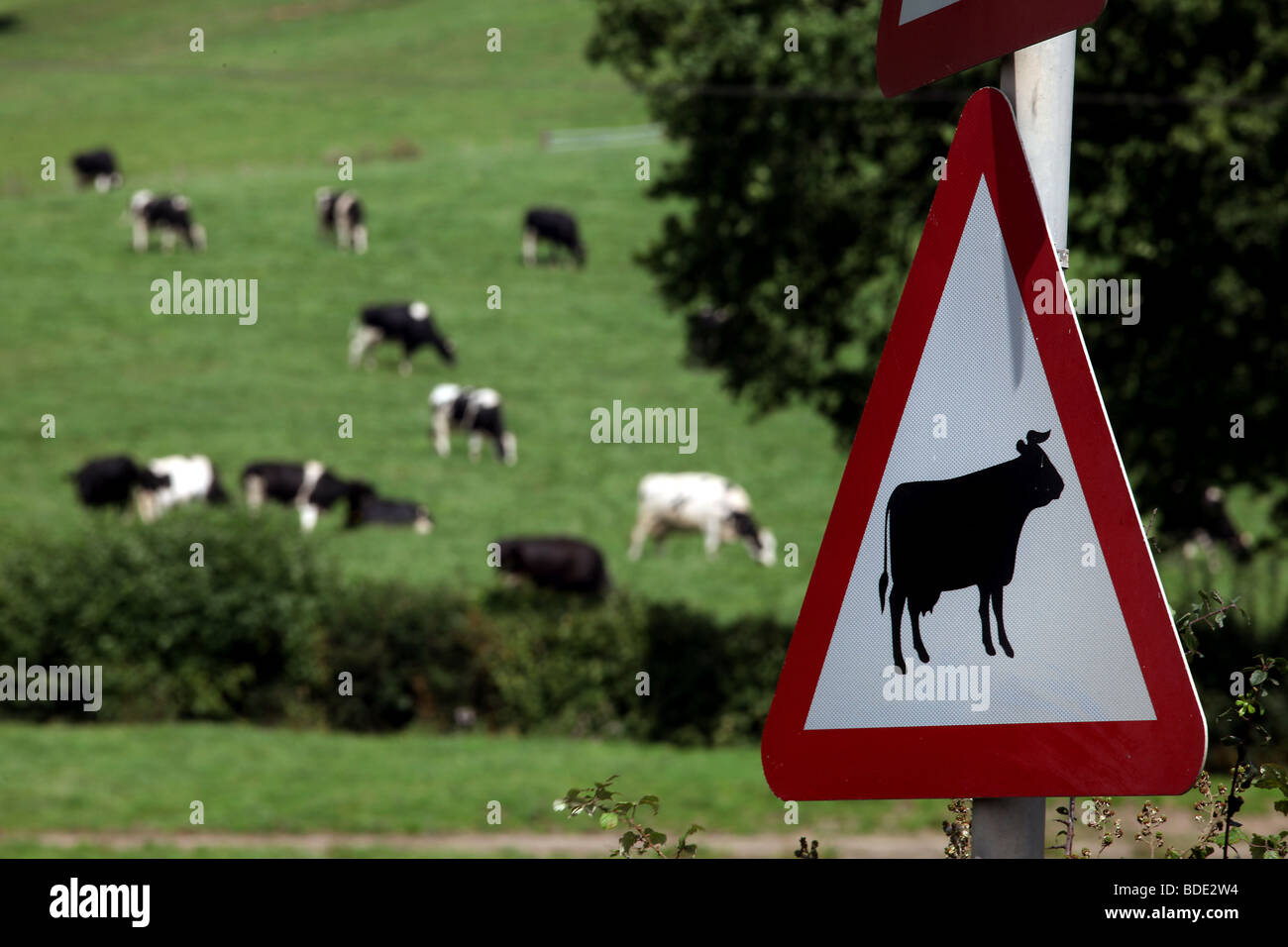 Picture by Mark Passmore. 20/08/2009. A field of cows by a No Cows Allowed sign, spotted near Honiton, Devon. Stock Photo