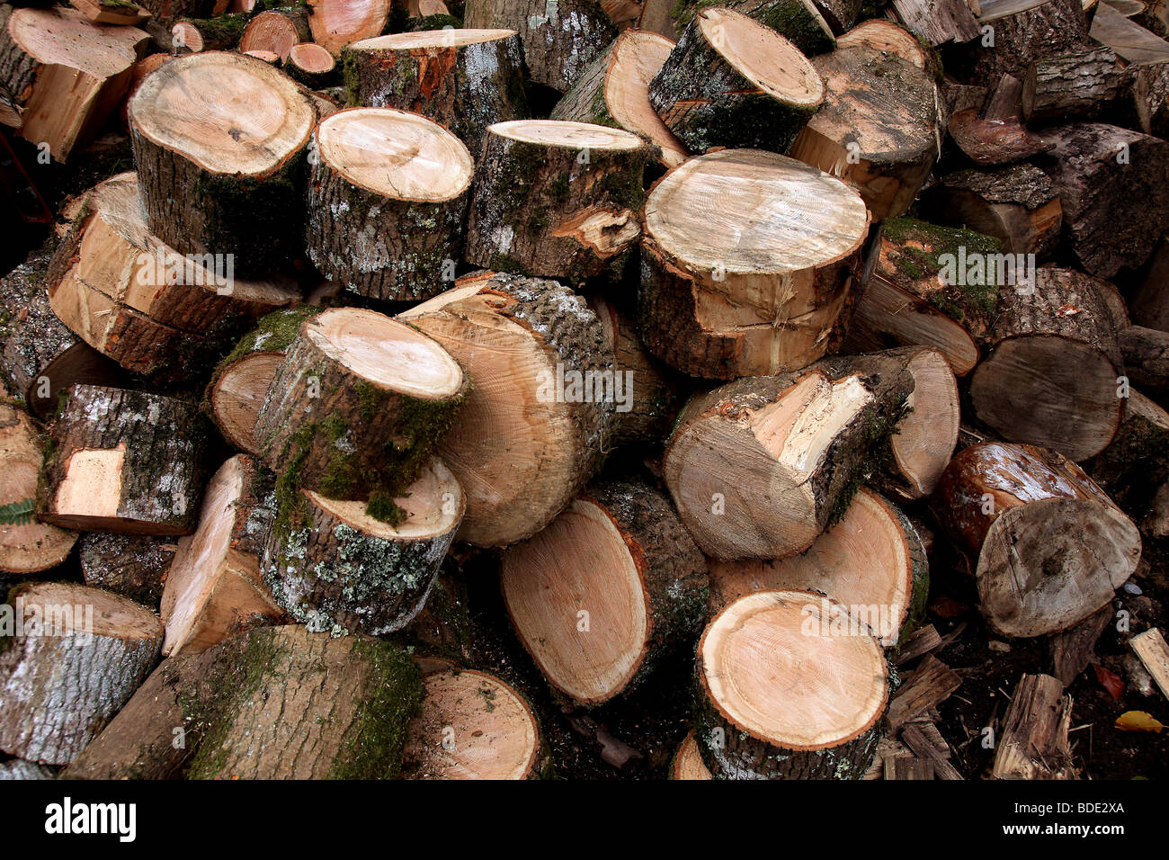 Pic by Mark Passmore. 19/08/2009. Generic pic of logs in a wood near Honiton, Devon Stock Photo
