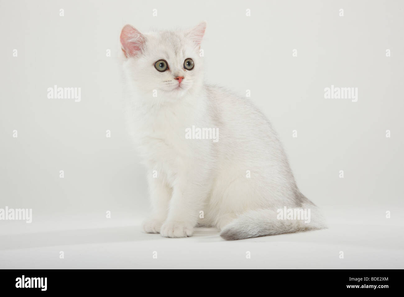 British Shorthair Cat, kitten, silver-shaded Stock Photo
