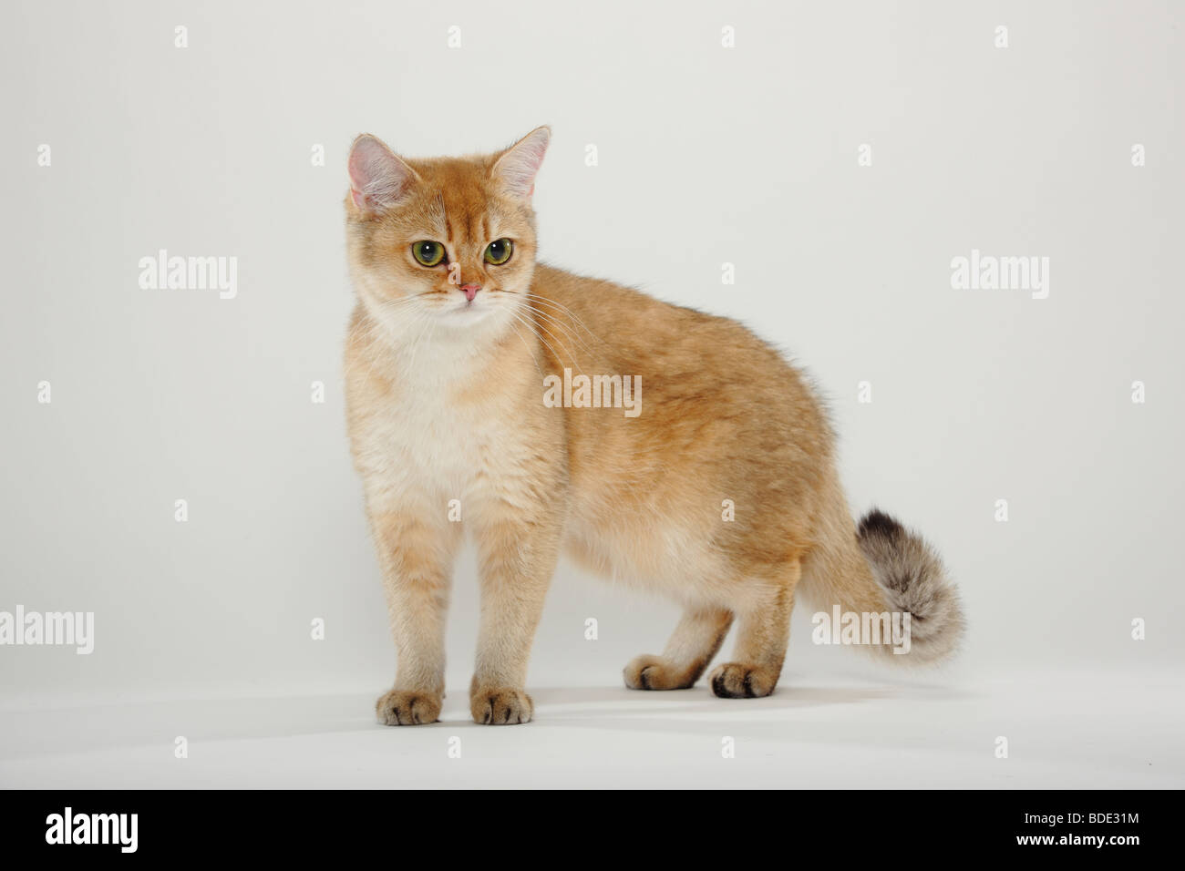 British Shorthair Cat, golden-ticked-tabby Stock Photo