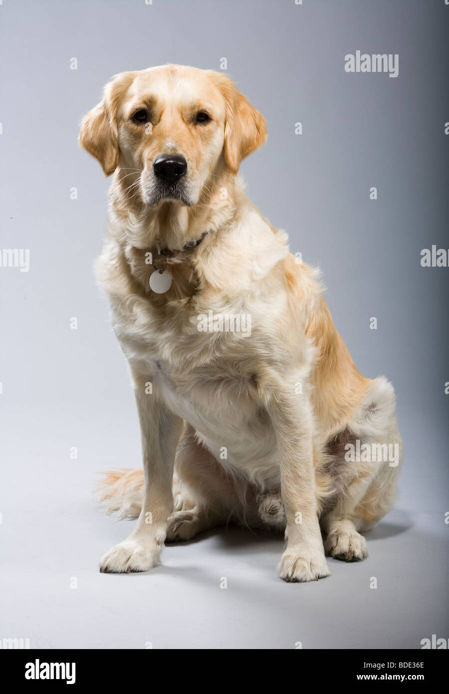 Grey store golden retriever