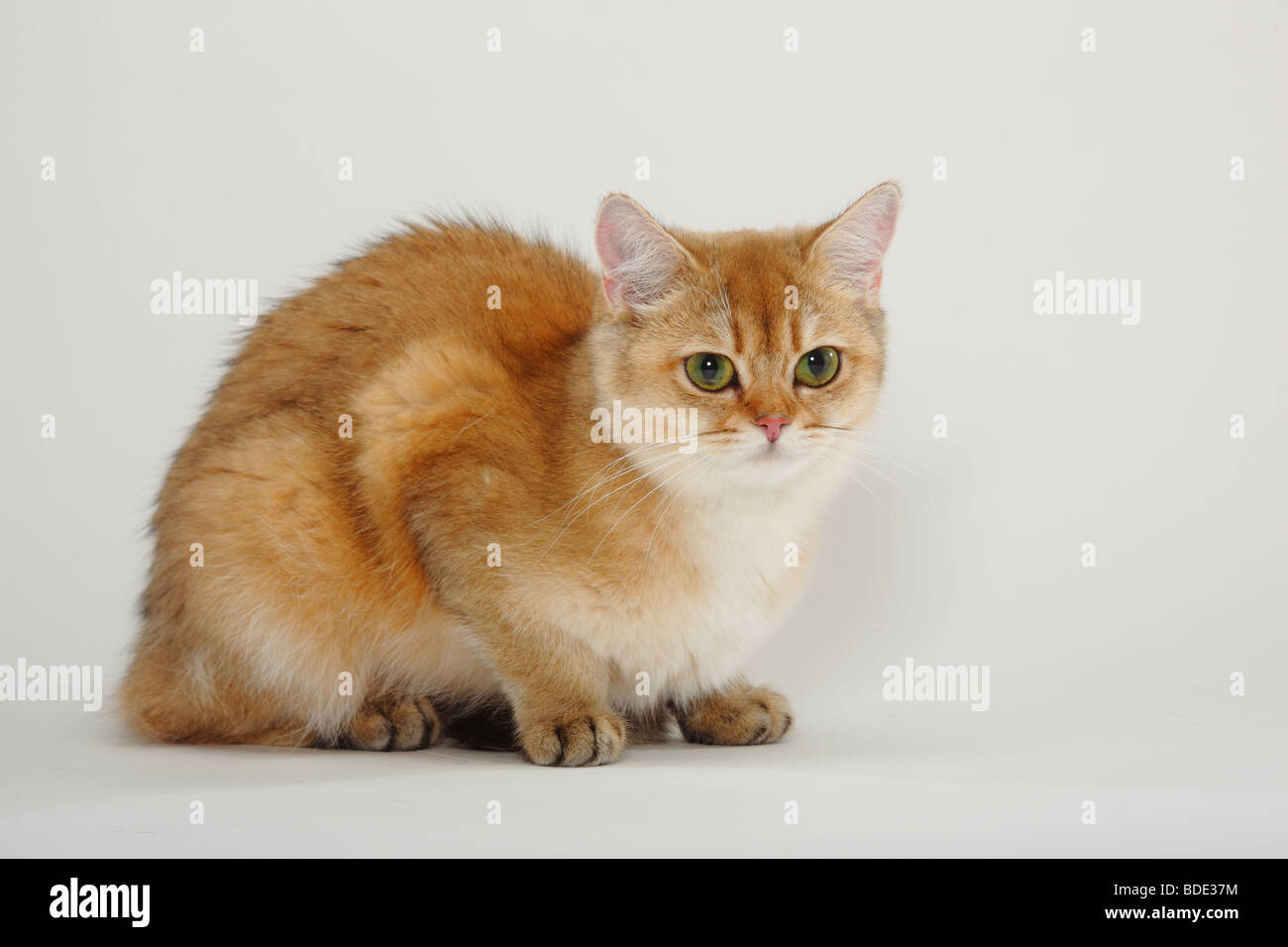 British Shorthair Cat, golden-ticked-tabby Stock Photo