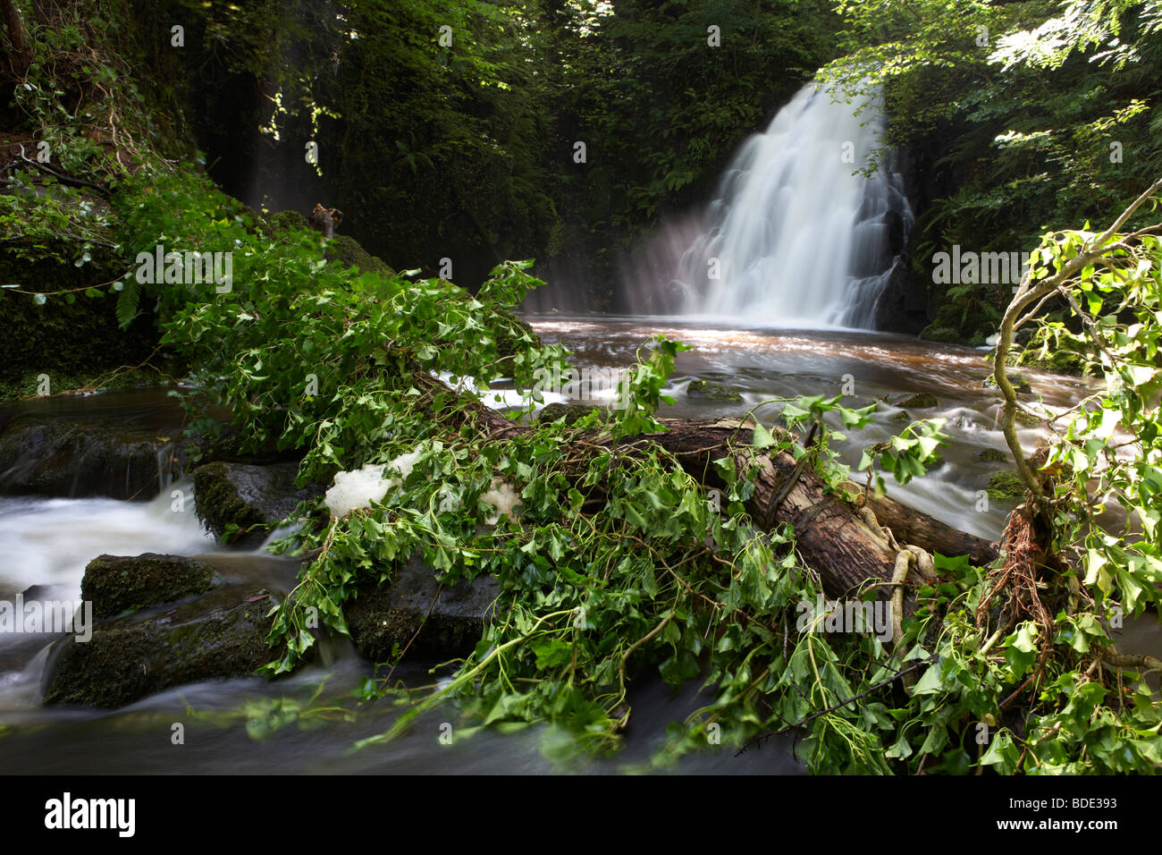 tree fallen as a result of soil erosion and heavy rainfall into the river at the Gleno or Glenoe Waterfall beauty spot Stock Photo