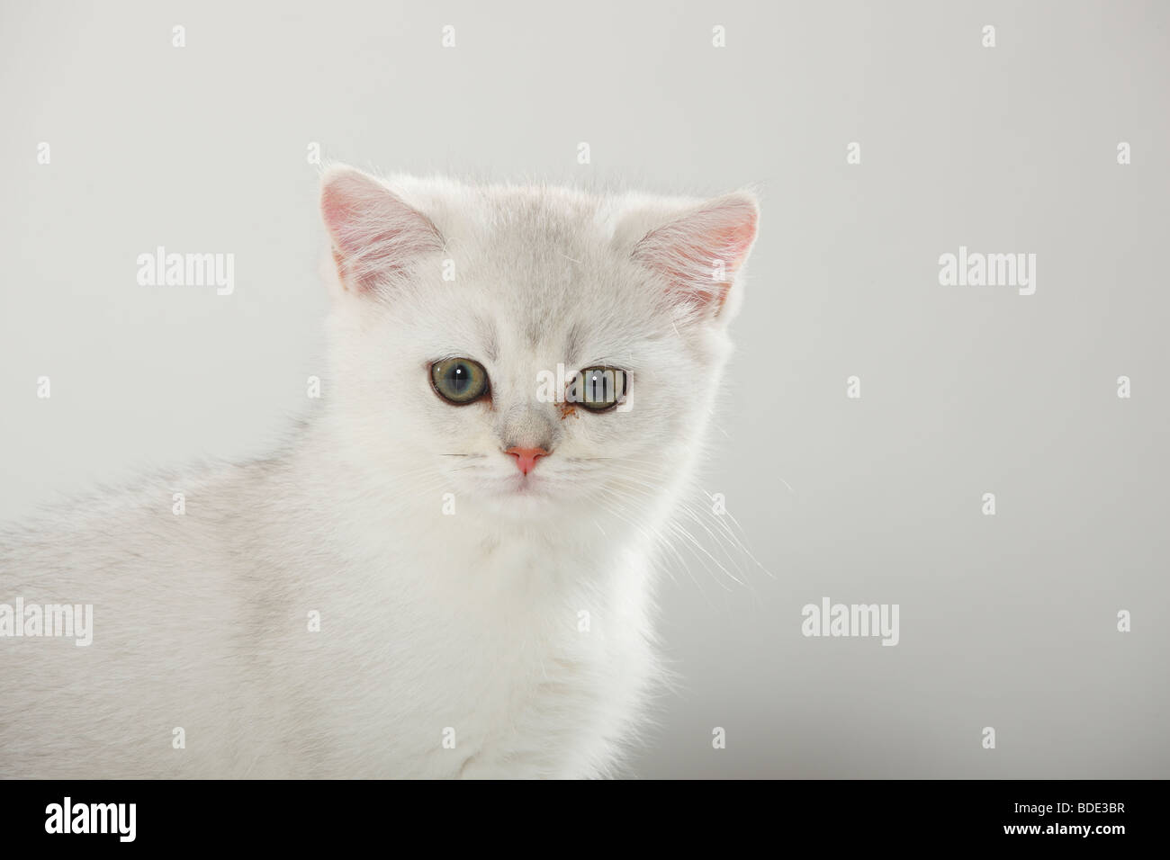 British Shorthair Cat, kitten, silver-shaded Stock Photo