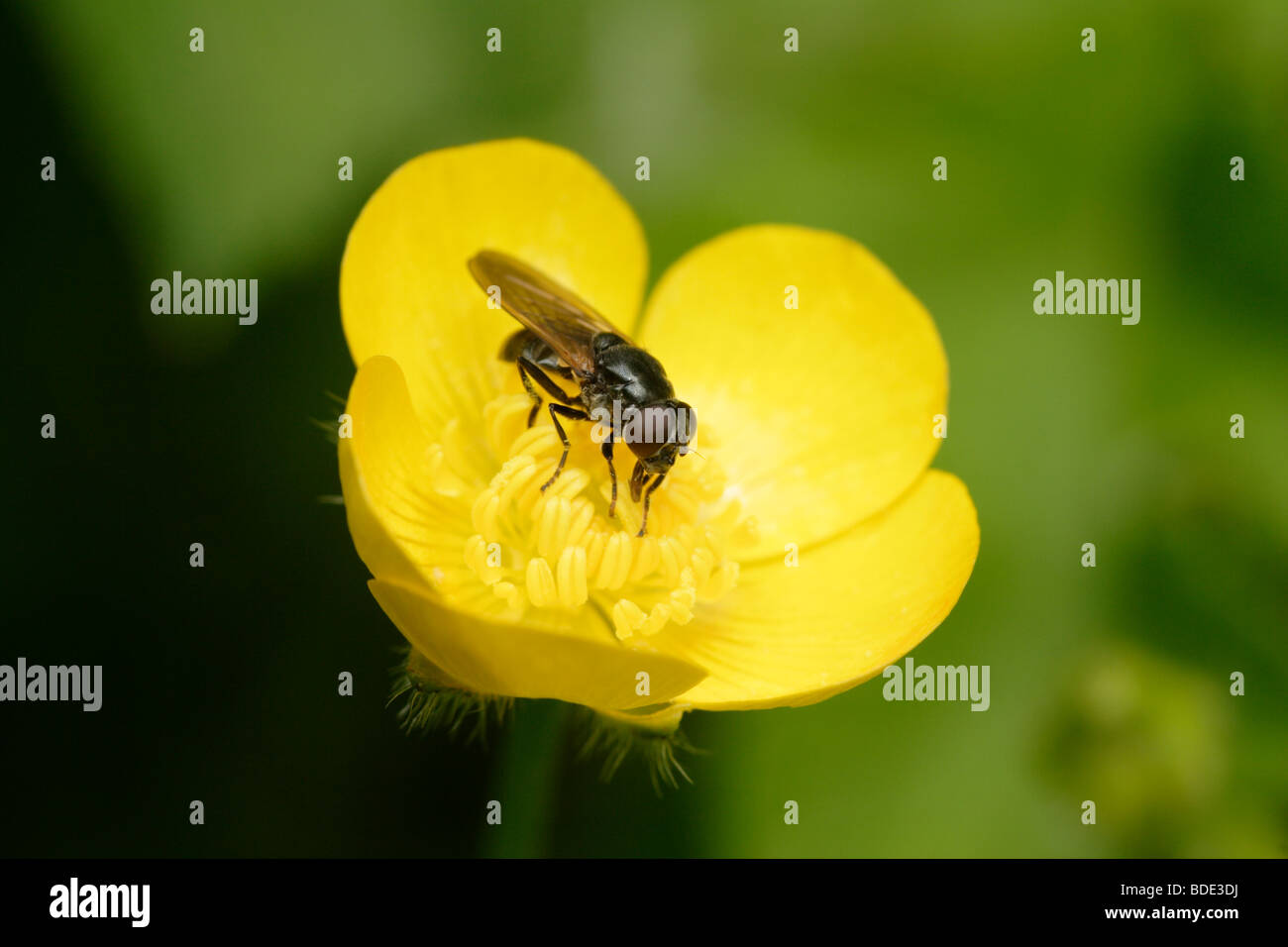 Lesser House Fly (Fannia canicularis) on Buttercup, England, UK Stock Photo