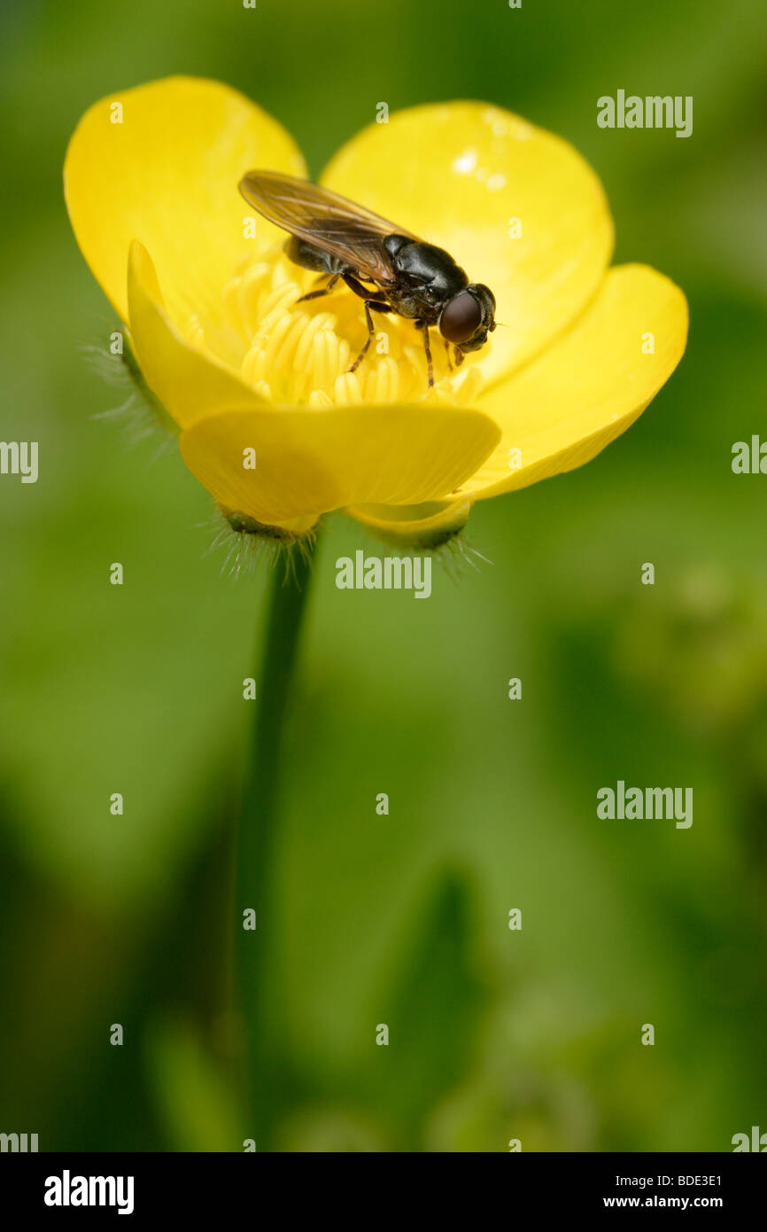 Lesser House Fly (Fannia canicularis) on Buttercup, England, UK Stock Photo