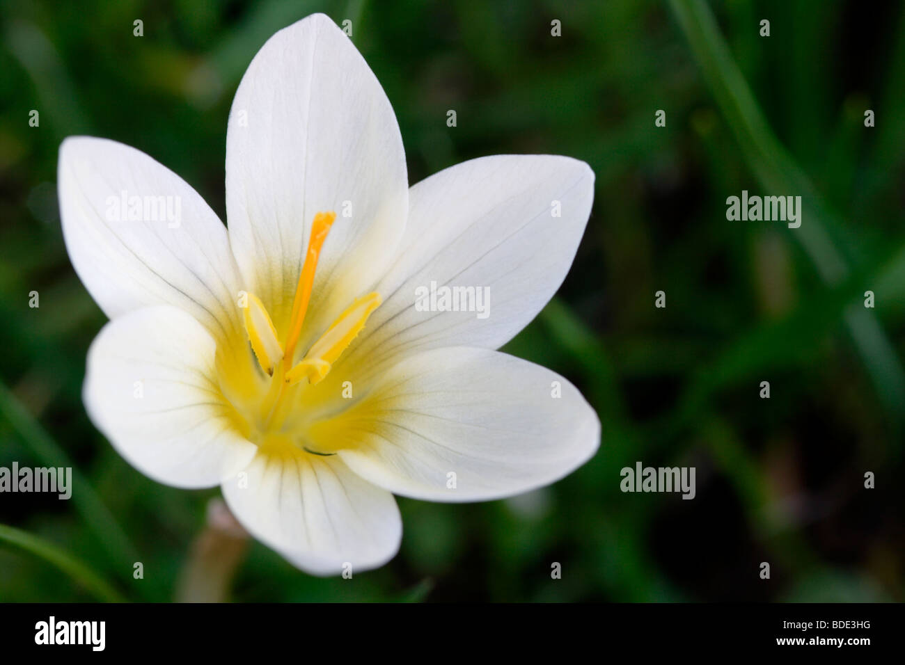 White crocus flower close up, England, UK Stock Photo