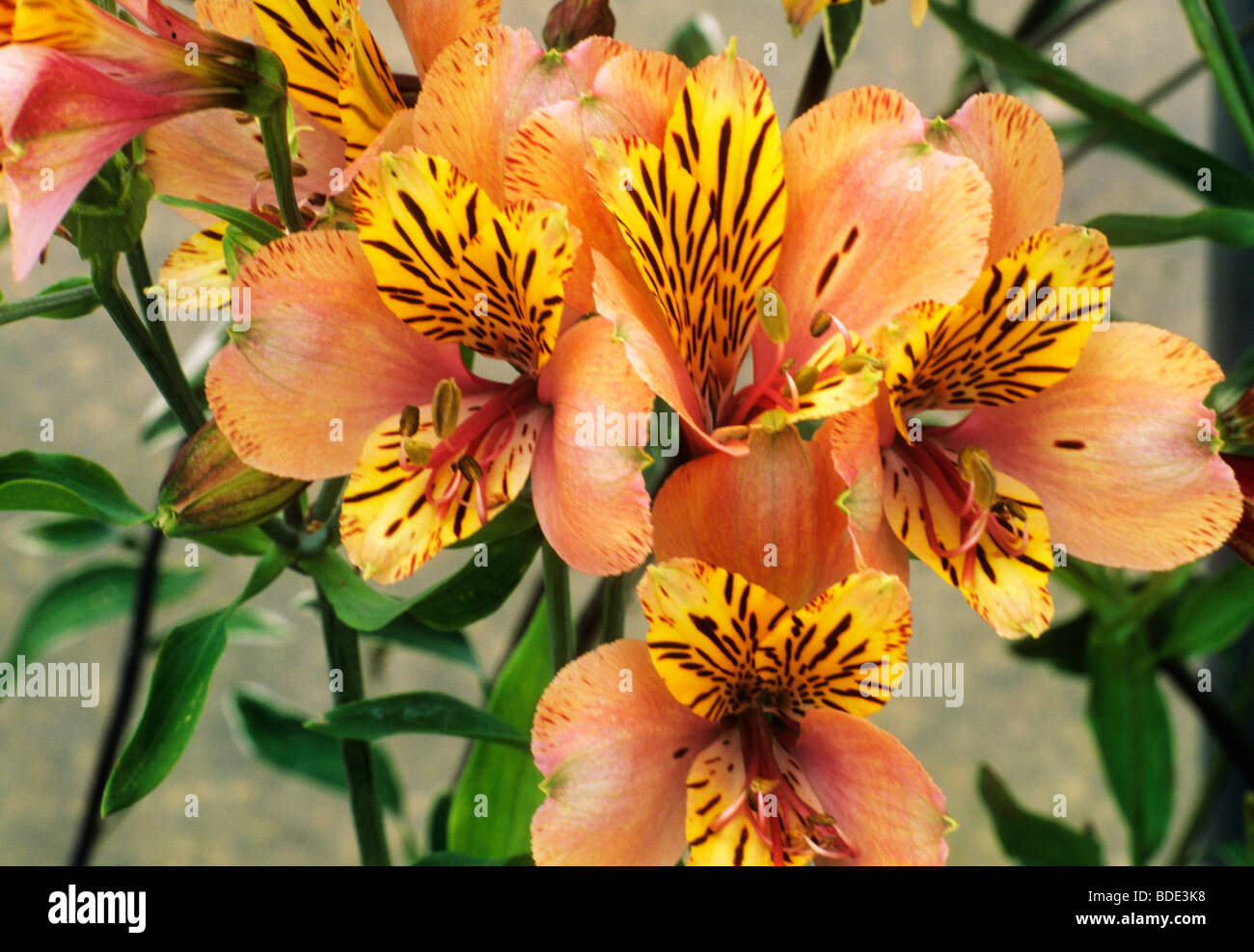 Alstroemeria 'Charm' orange flower flowers garden plant plants Stock Photo