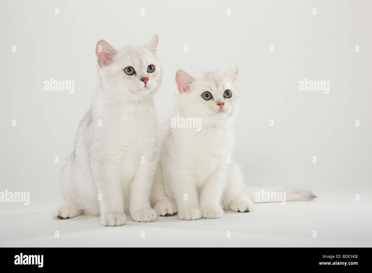 British Shorthair Kittens Stock Photos British Shorthair