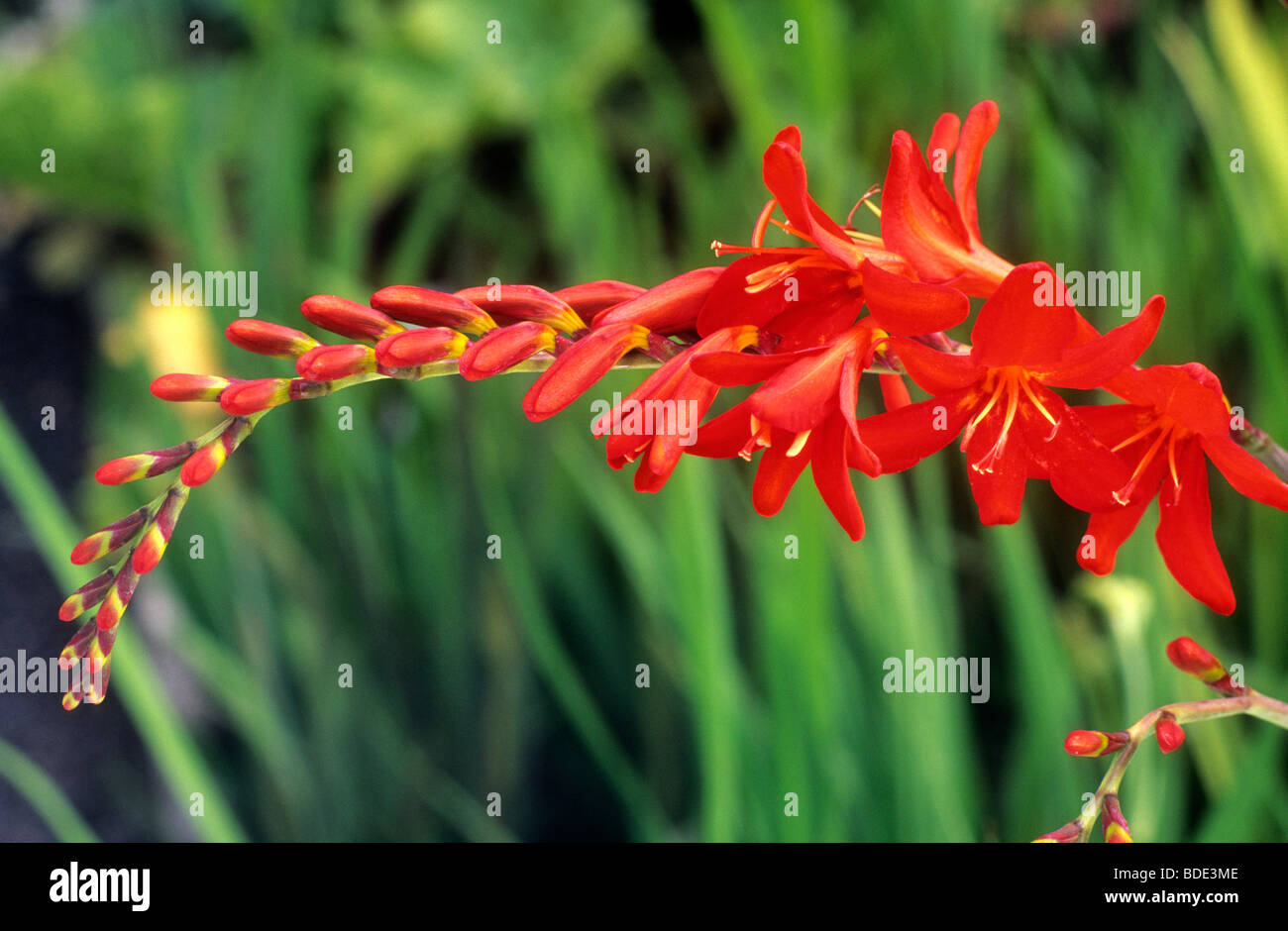 Crocosmia 'Mistral' red flower flowers garden plant plants Stock Photo