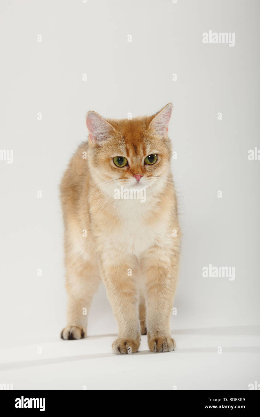 British Shorthair Cat, golden-ticked-tabby Stock Photo