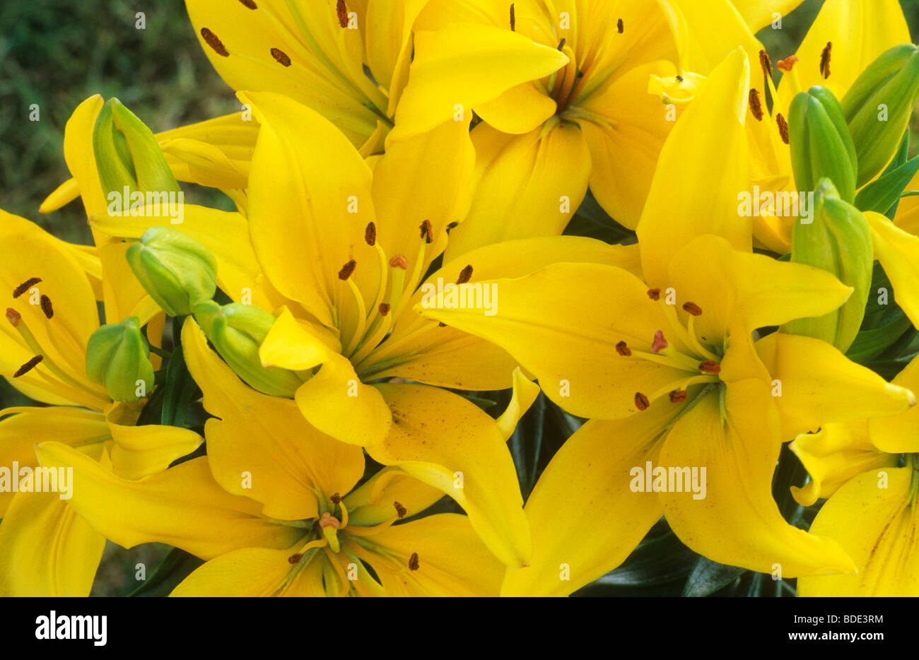 Lilium yellow pixie hi-res stock photography and images - Alamy