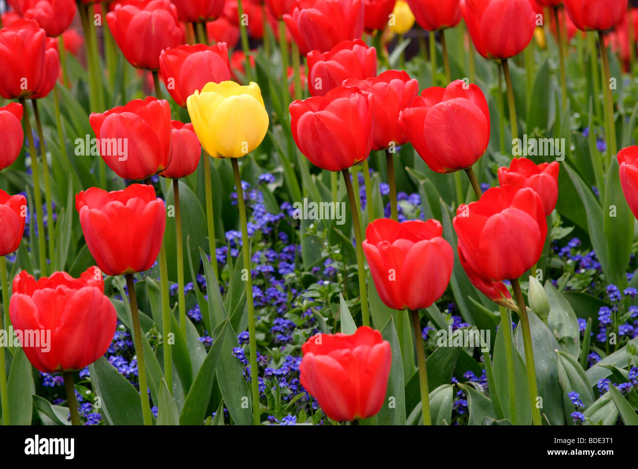 Yellow and red tulip (tulipa genus) flowers , England UK Stock Photo ...