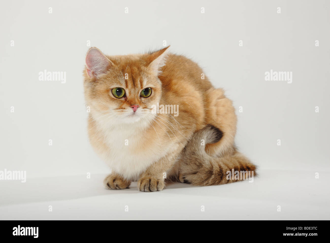 British Shorthair Cat Golden Ticked Tabby Stock Photo 25511260