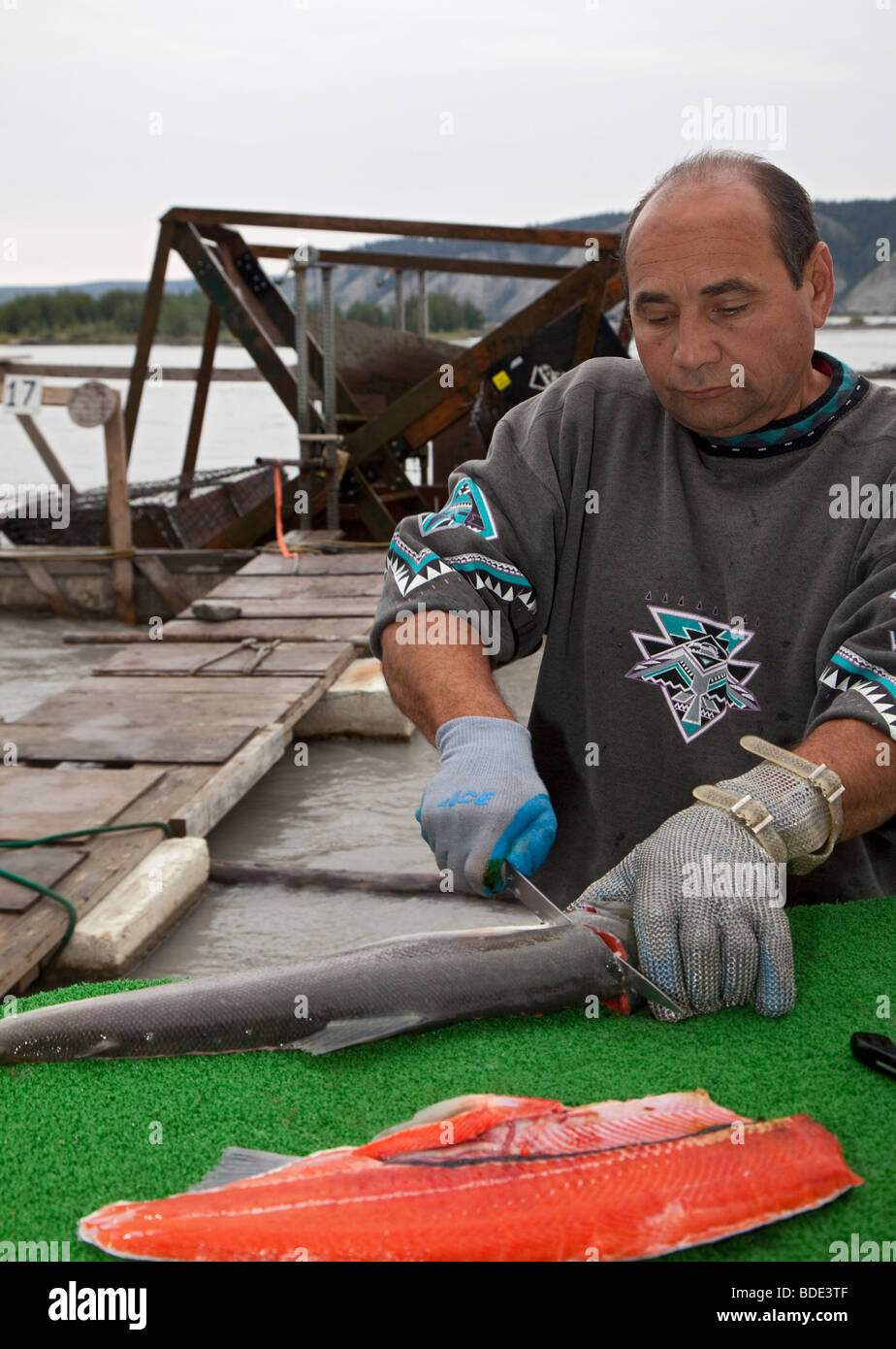Man Fillets Red Salmon Caught on Fish Wheel in Alaska's Copper River Stock Photo Alamy