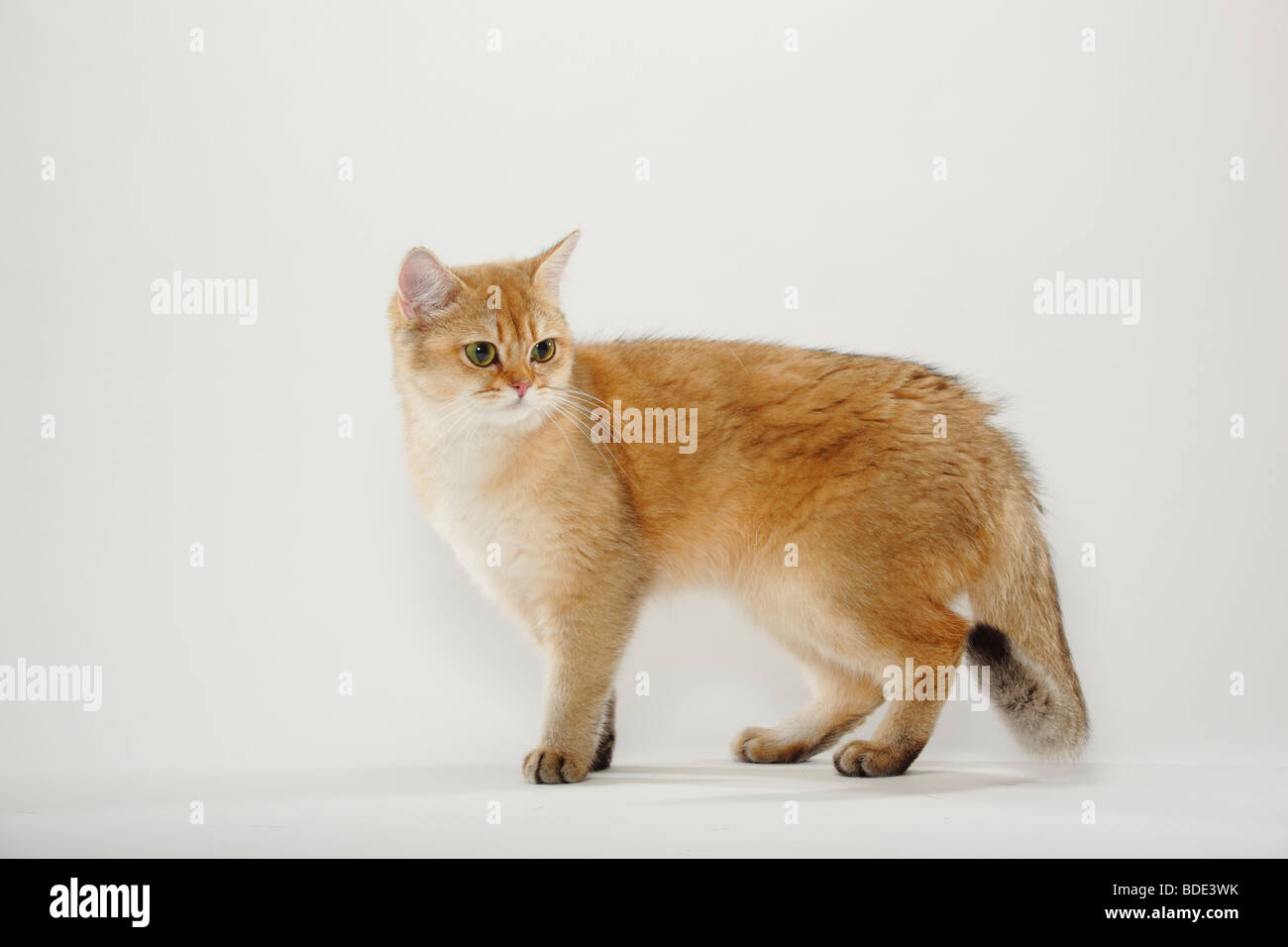 British Shorthair Cat Golden Ticked Tabby Side Stock Photo