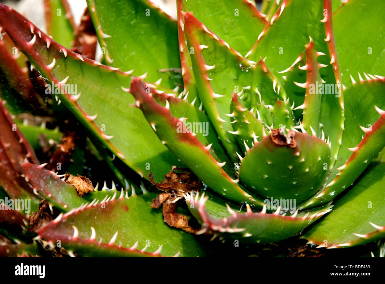 cactus leaves, close up Stock Photo Alamy