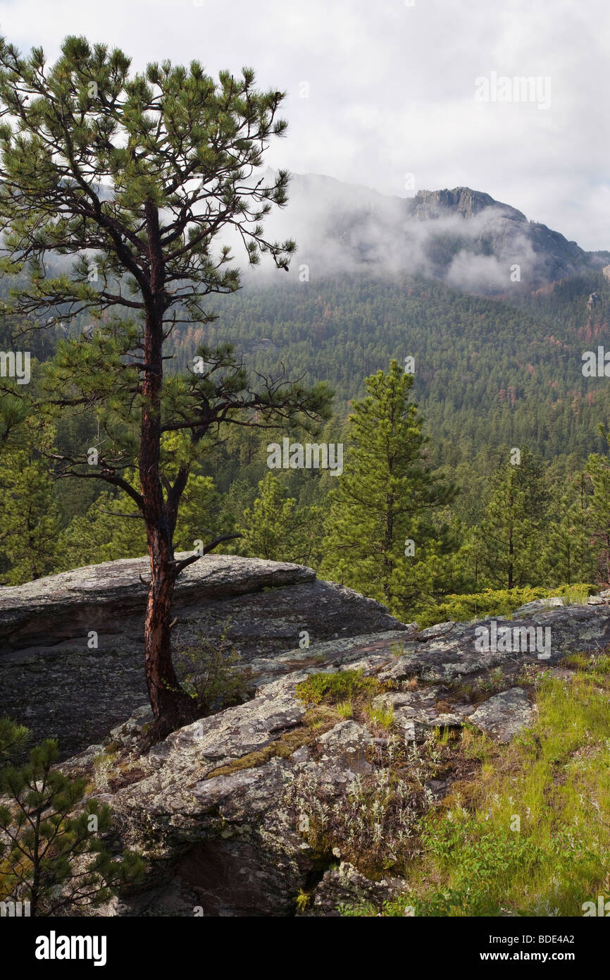 Black Hills from Willow Creek Loop, Norbeck Wildlife Preserve, Black