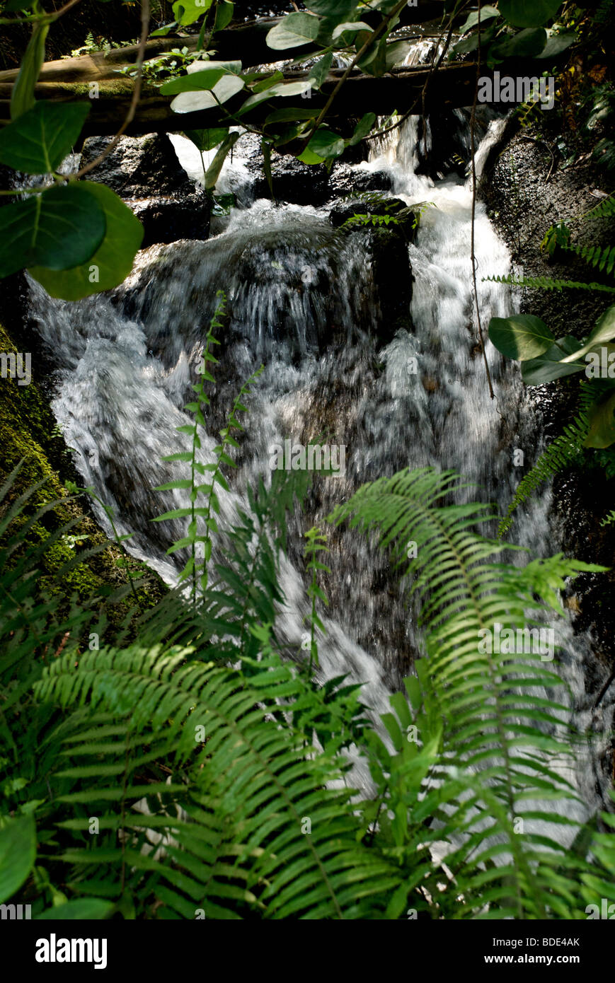 Palm leaves waterfall hi-res stock photography and images - Alamy