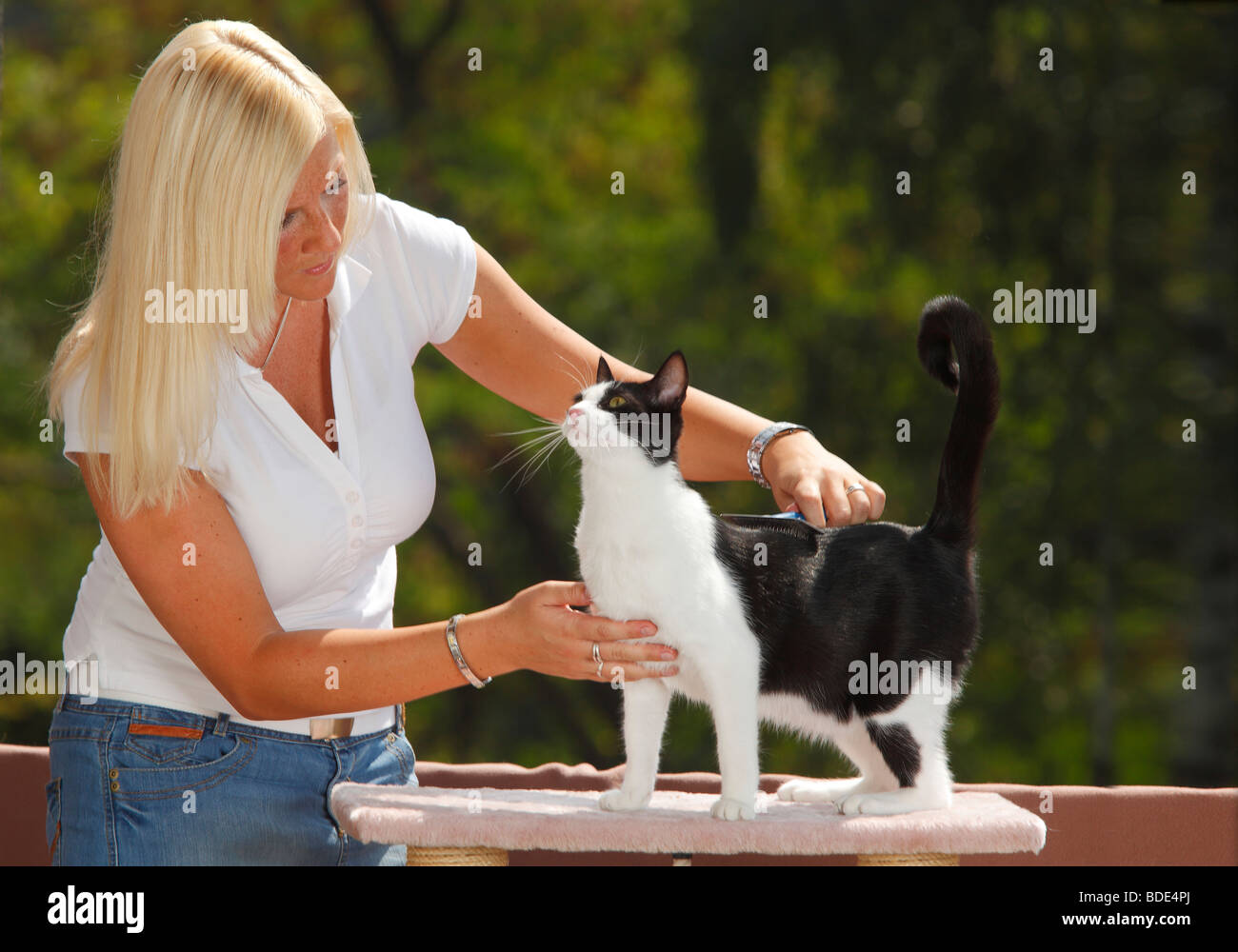 Woman brushing Domestic Cat / brush Stock Photo Alamy