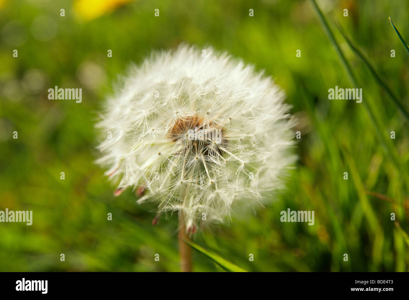 Dandilion clock hi-res stock photography and images - Alamy