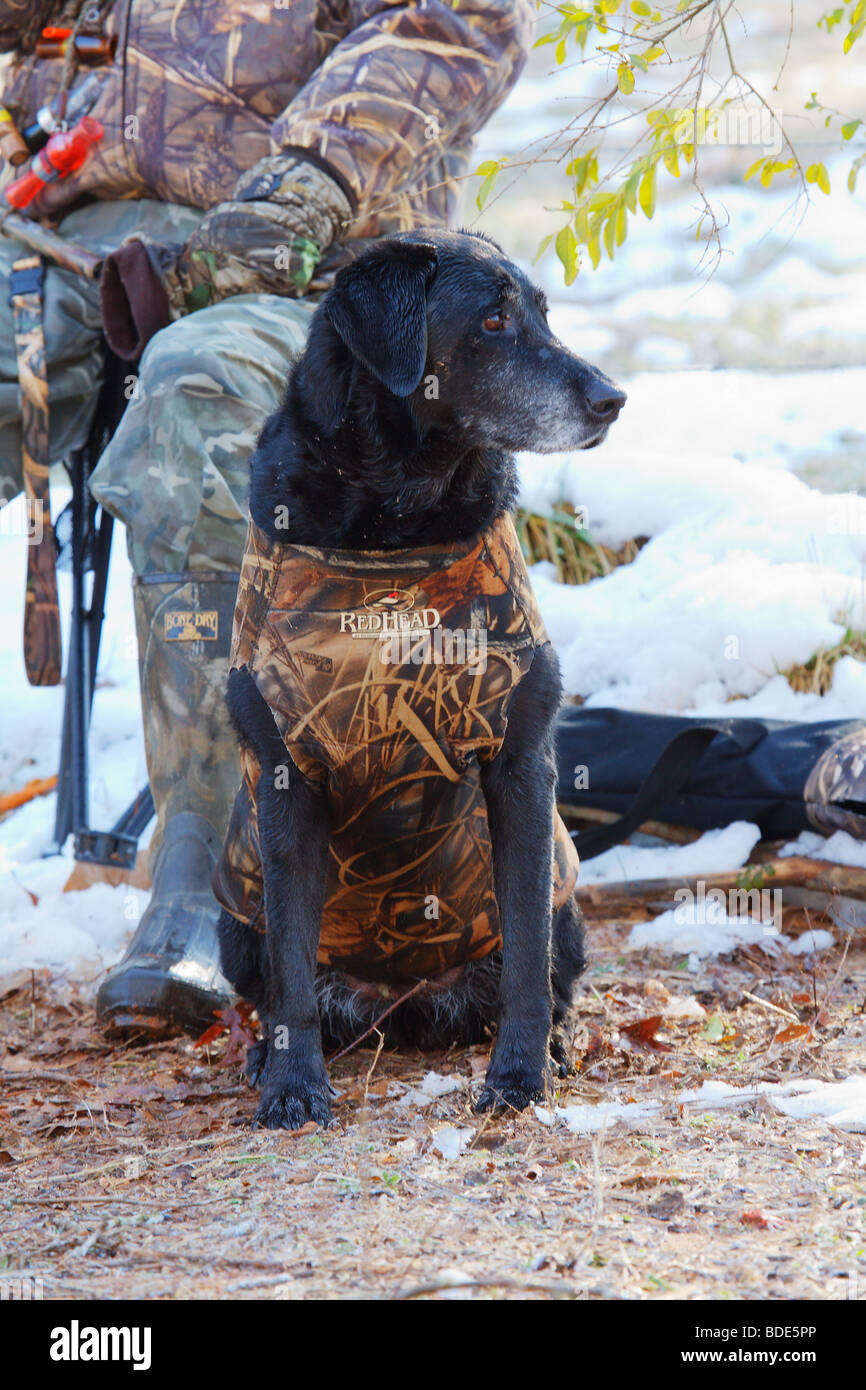 BLACK LABRADOR RETRIEVER DOG WEARING REDHEAD CAMO VEST SITTING ON GROUND SNOW AND DUCK HUNTER IN BACKGROUND Stock Photo