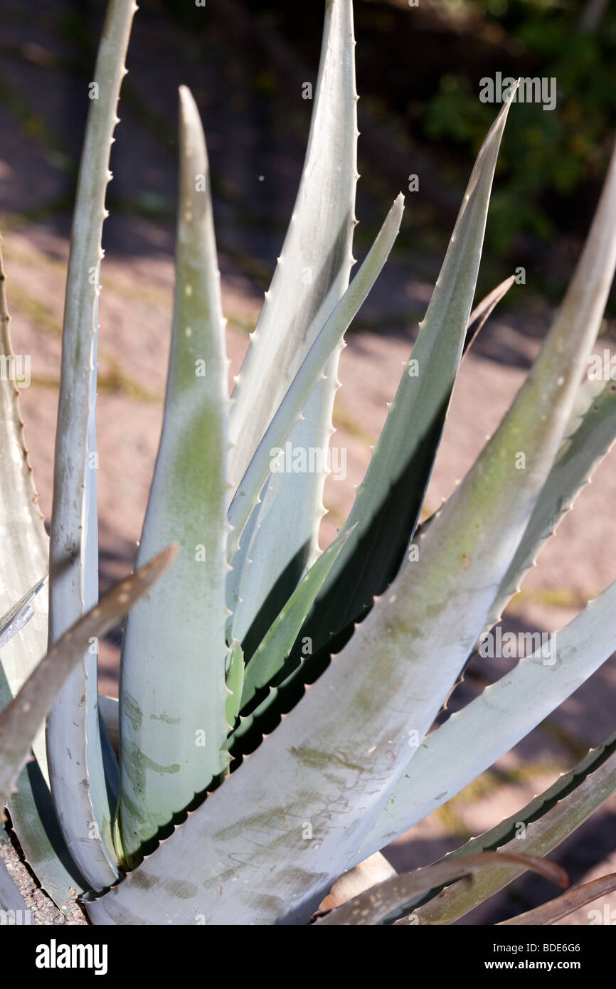 Medicinal Aloe, Äkta aloe (Aloe vera Stock Photo: 25513382 - Alamy