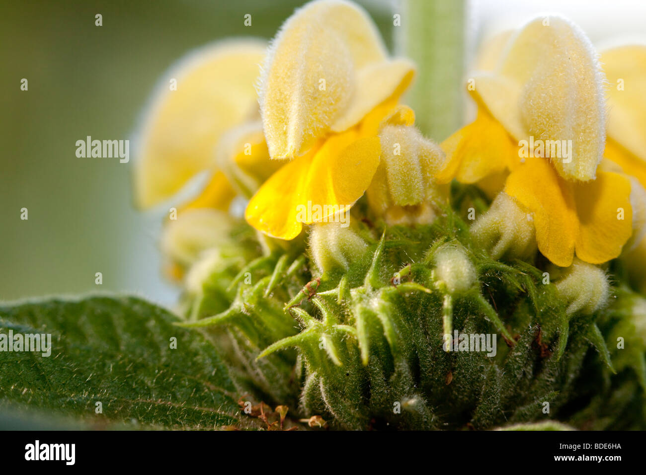 Jerusalem Sage, Lejonsvans (Phlomis fruticosa) Stock Photo