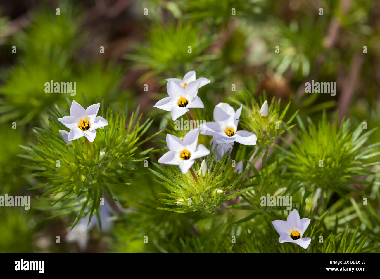 False Baby Stars, Barrgilia (Linanthus androsaceus) Stock Photo