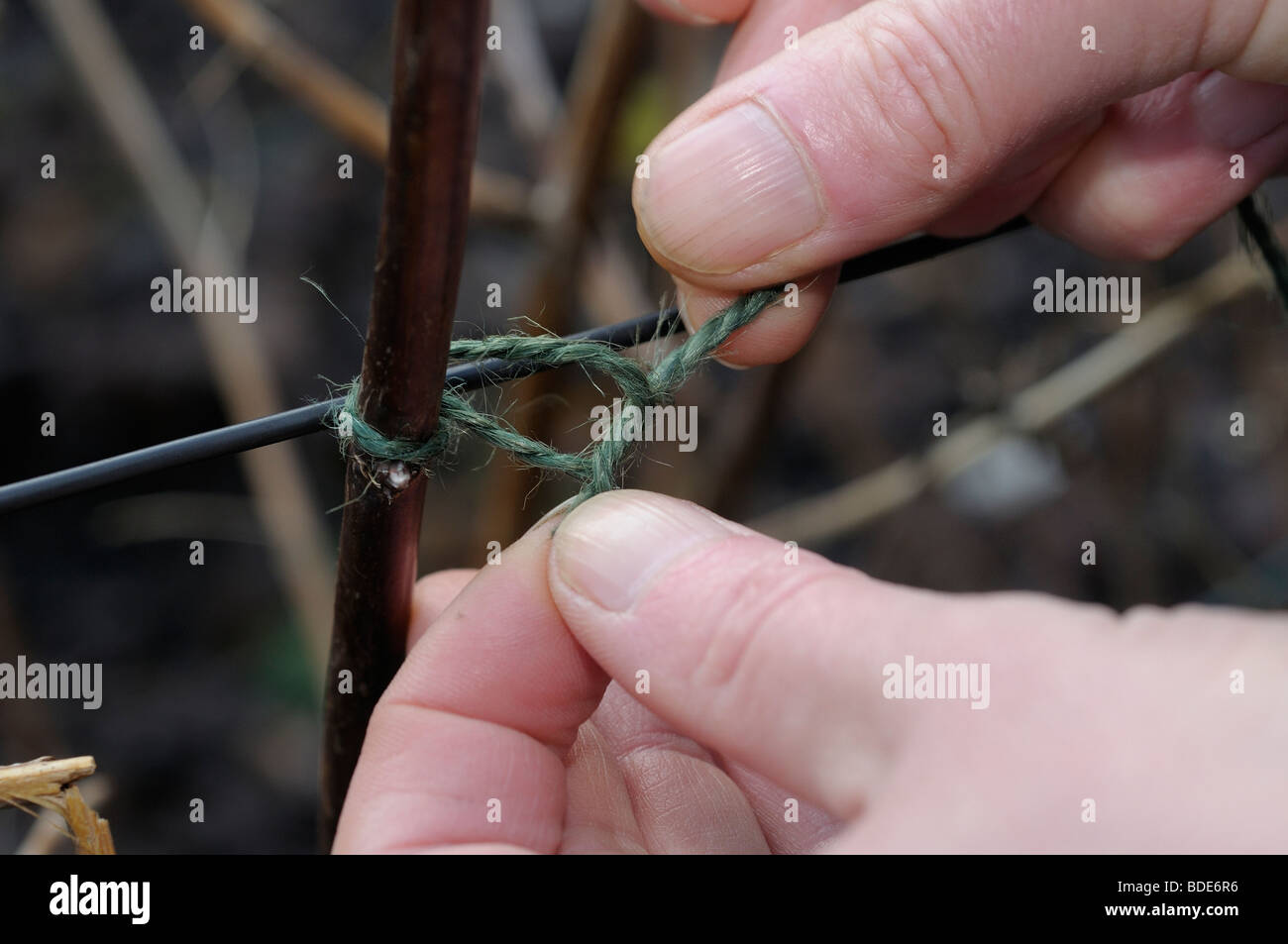 Tying in fruit tree Stock Photo Alamy