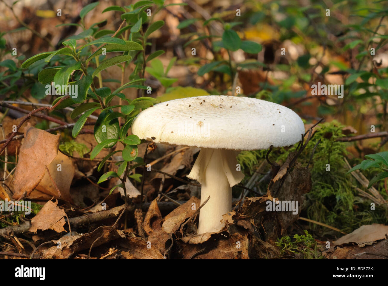 white mushroom growing among dry leaves Stock Photo
