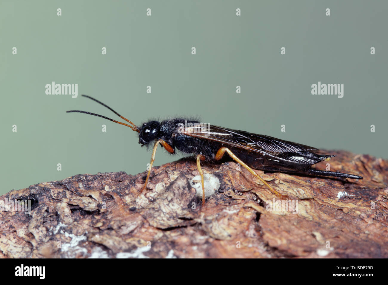 Pimpla High Resolution Stock Photography and Images - Alamy