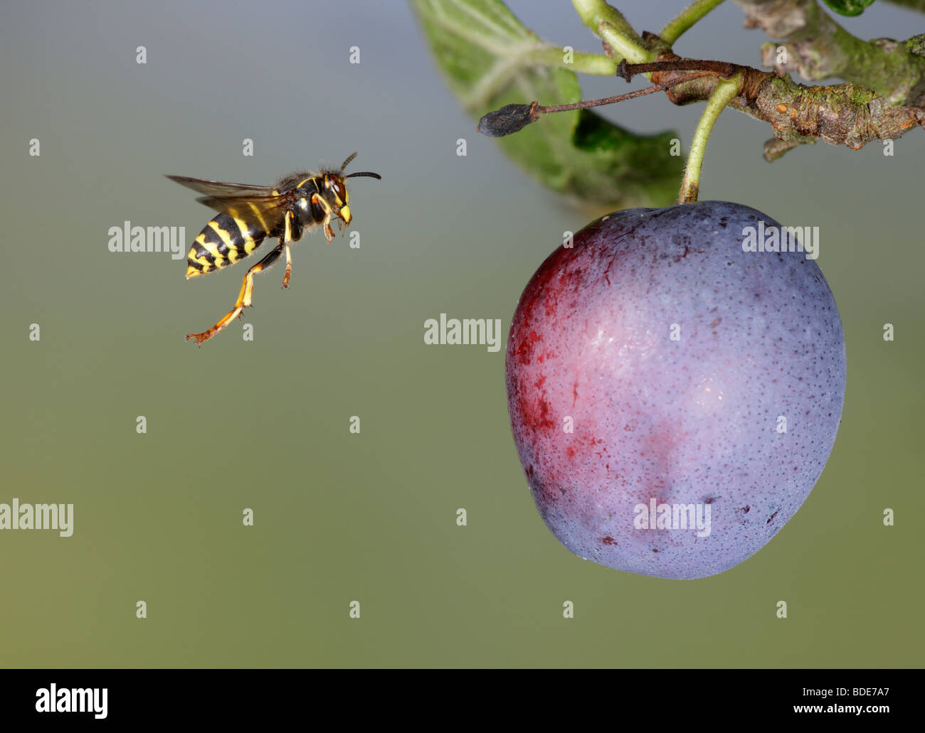 Median wasps Dolichovespula media and Common wasp Vespula vulgaris feeding on plum Stock Photo