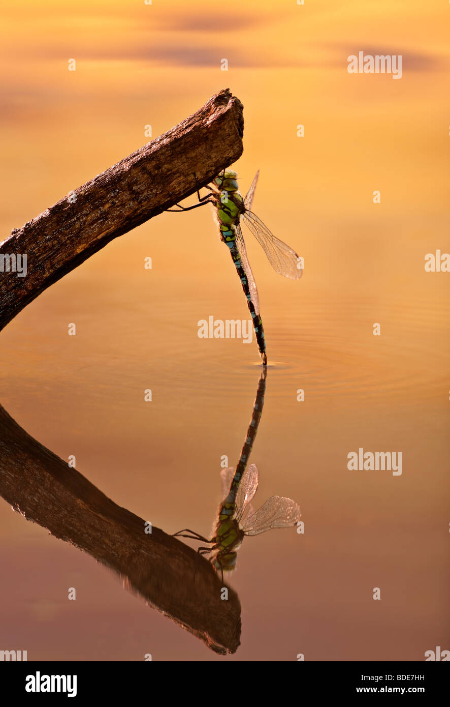 Emperor Dragonfly Anax imperator in morning light Stock Photo