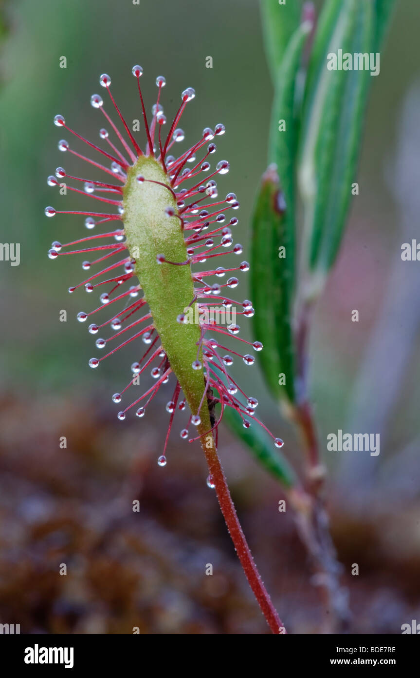 Great Sundew Drosera Anglica Stock Photo - Alamy