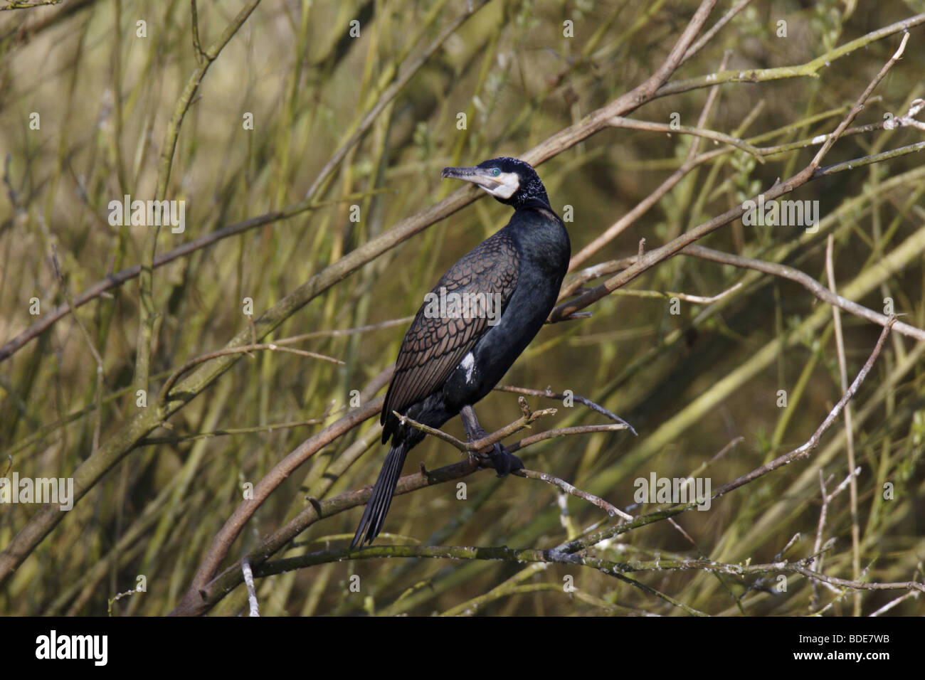 Kormoran (Phalacrocorax carbo) Great Cormorant Stock Photo