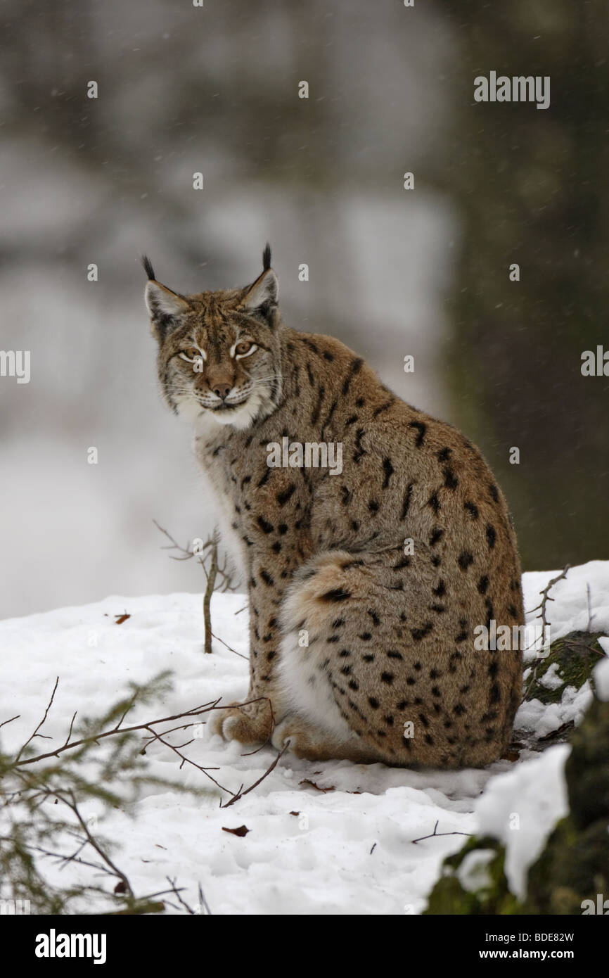 Luchs (lynx felis) Lynx Stock Photo - Alamy