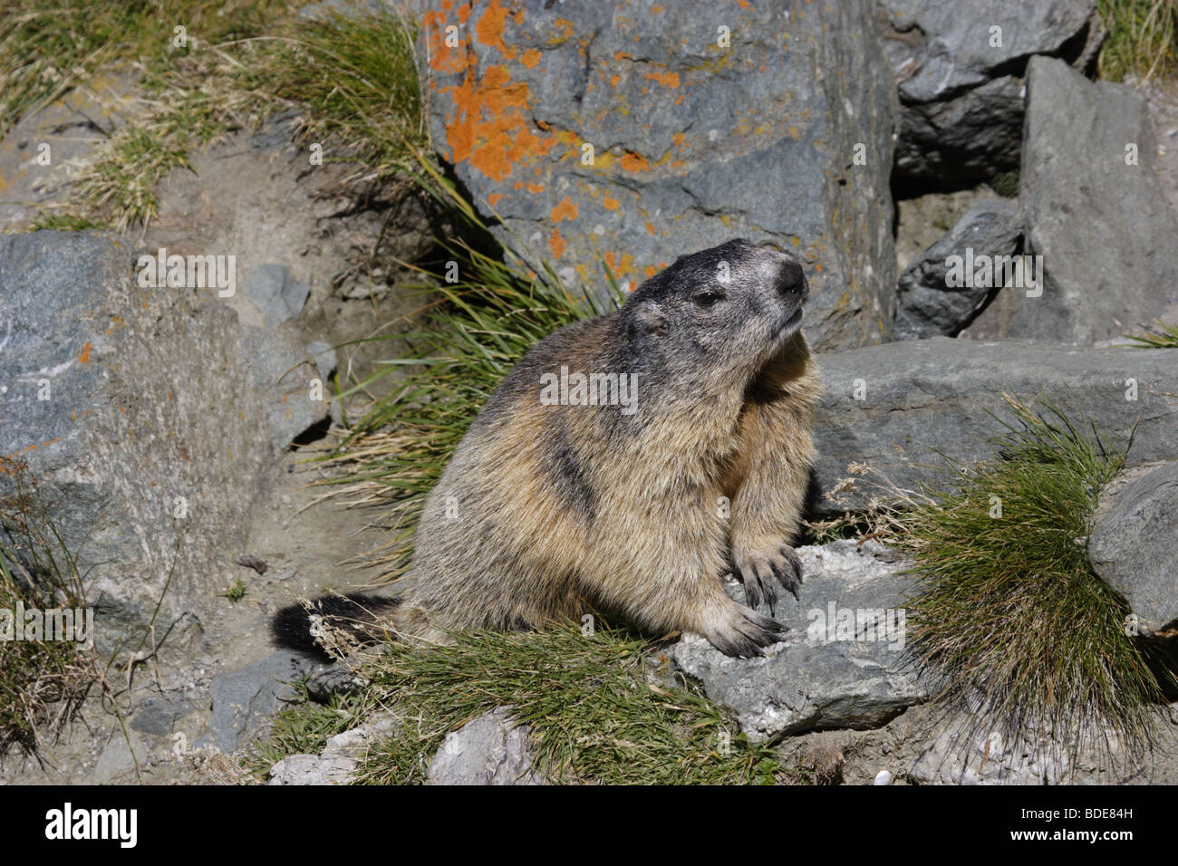 Alpenmurmeltier (Marmots marmota) alpine marmot Stock Photo