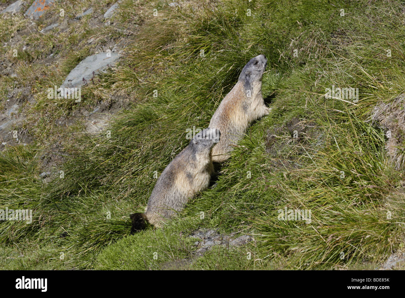 Alpenmurmeltier (Marmots marmota) alpine marmot Stock Photo