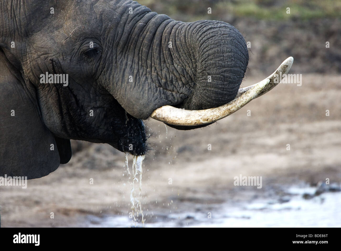 Bush Elephant drinking at waterhole, Kruger Park, South Africa. Stock Photo