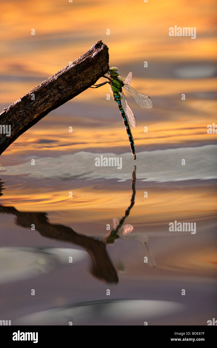 Emperor Dragonfly Anax imperator in morning light Stock Photo