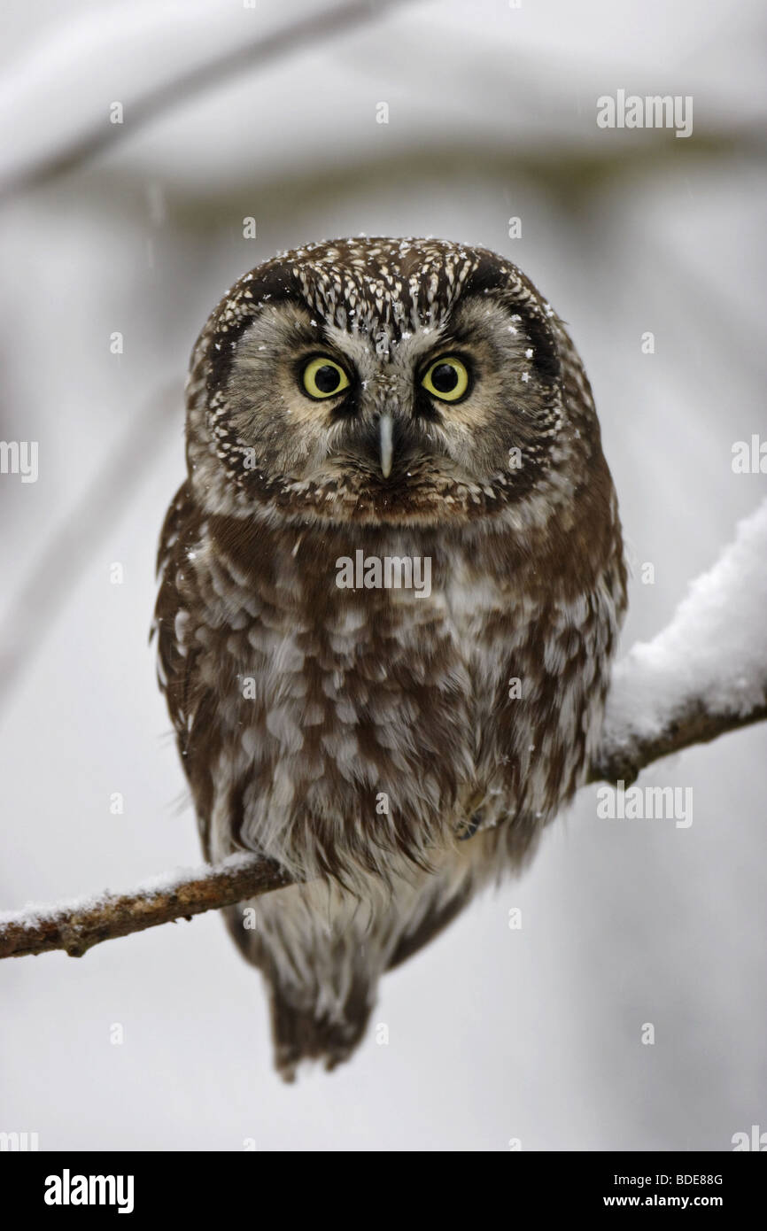 Rauhfußkauz (Aegolius funereus) Tengmalm's Owl Stock Photo