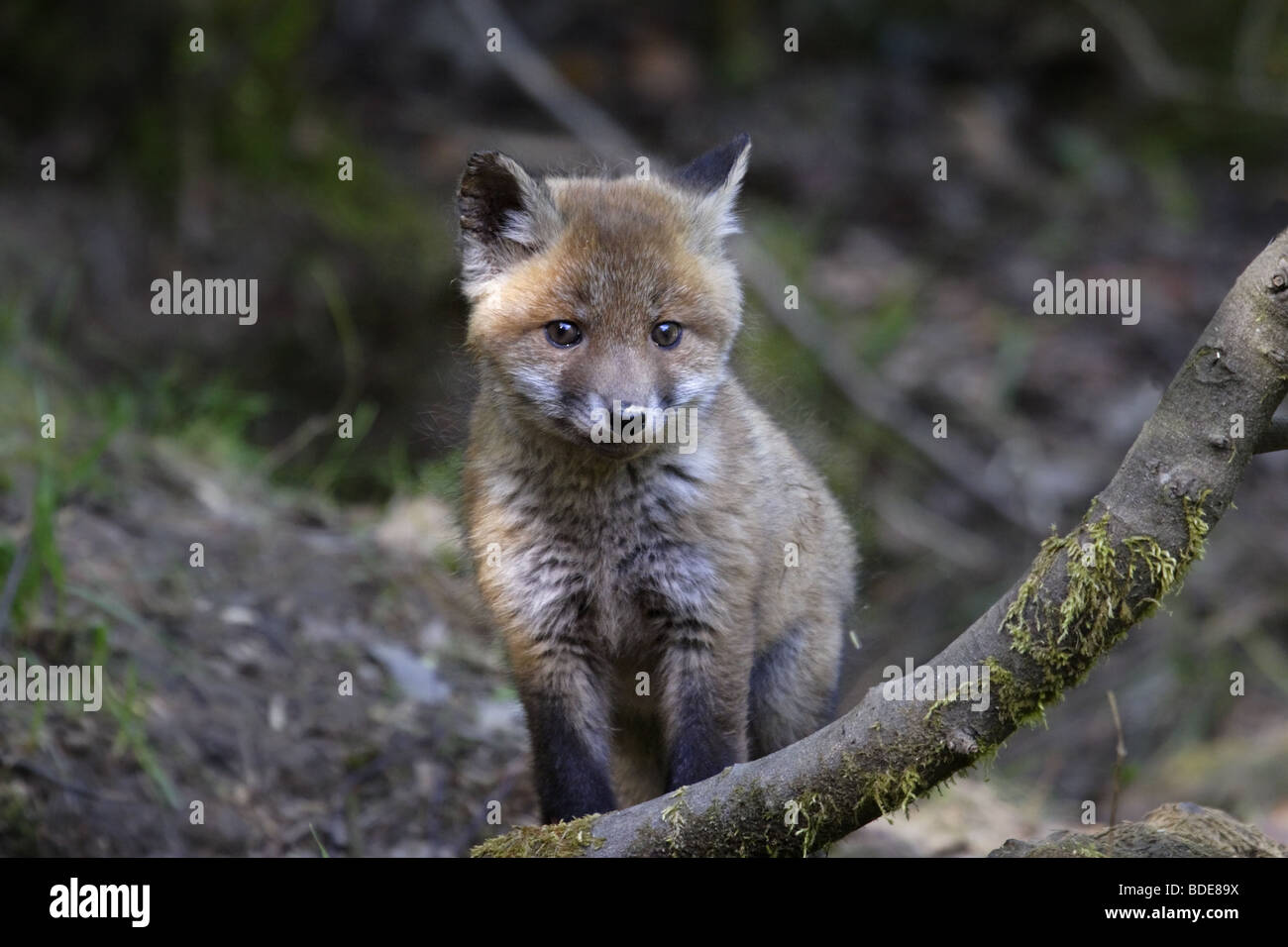Europäischer Rotfuchs (Vulpes vulpes) red fox Stock Photo