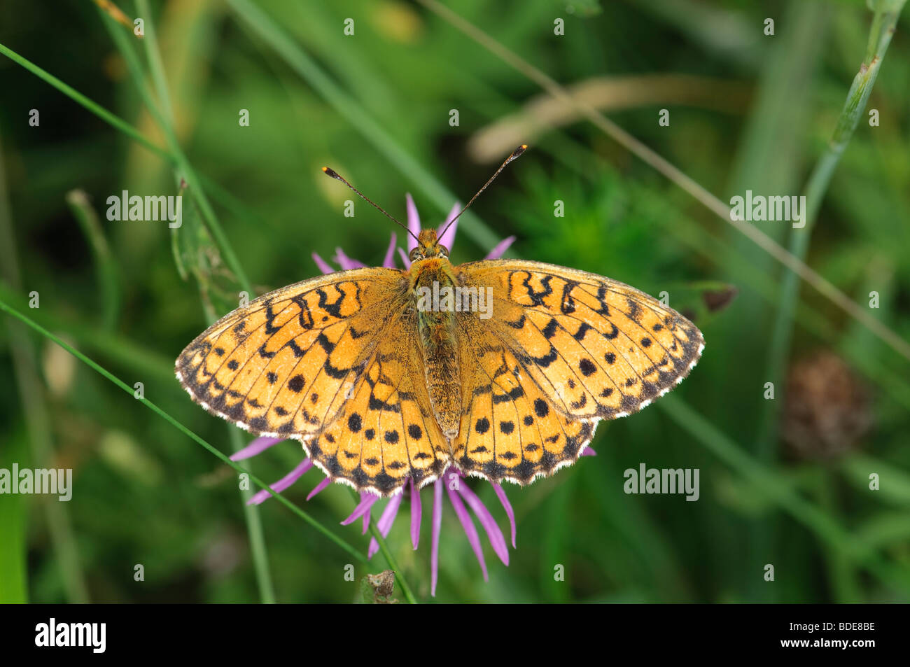 Lesser Marbled Fritillary Brenthis ino resting on a flower Stock Photo