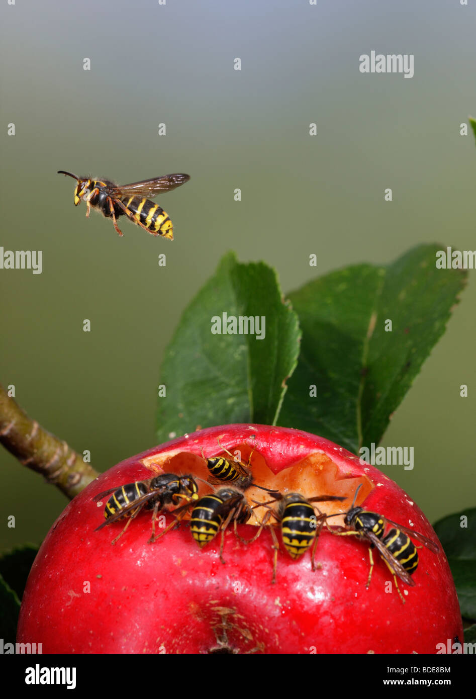 Median wasps Dolichovespula media and Common wasps Vespula vulgaris feeding on fallen apple Stock Photo