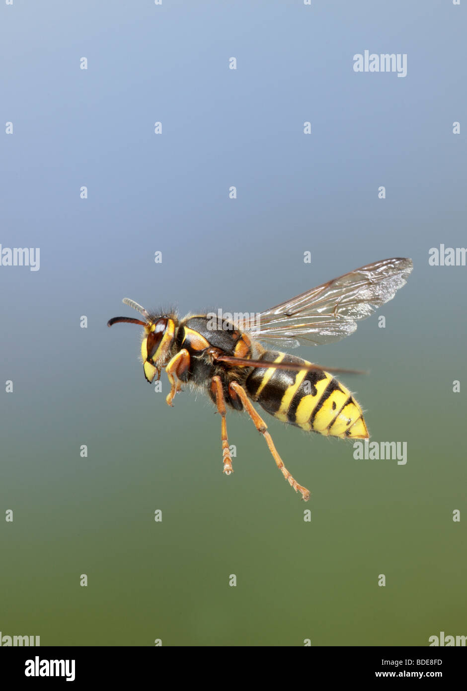 Wasps in flight Stock Photo