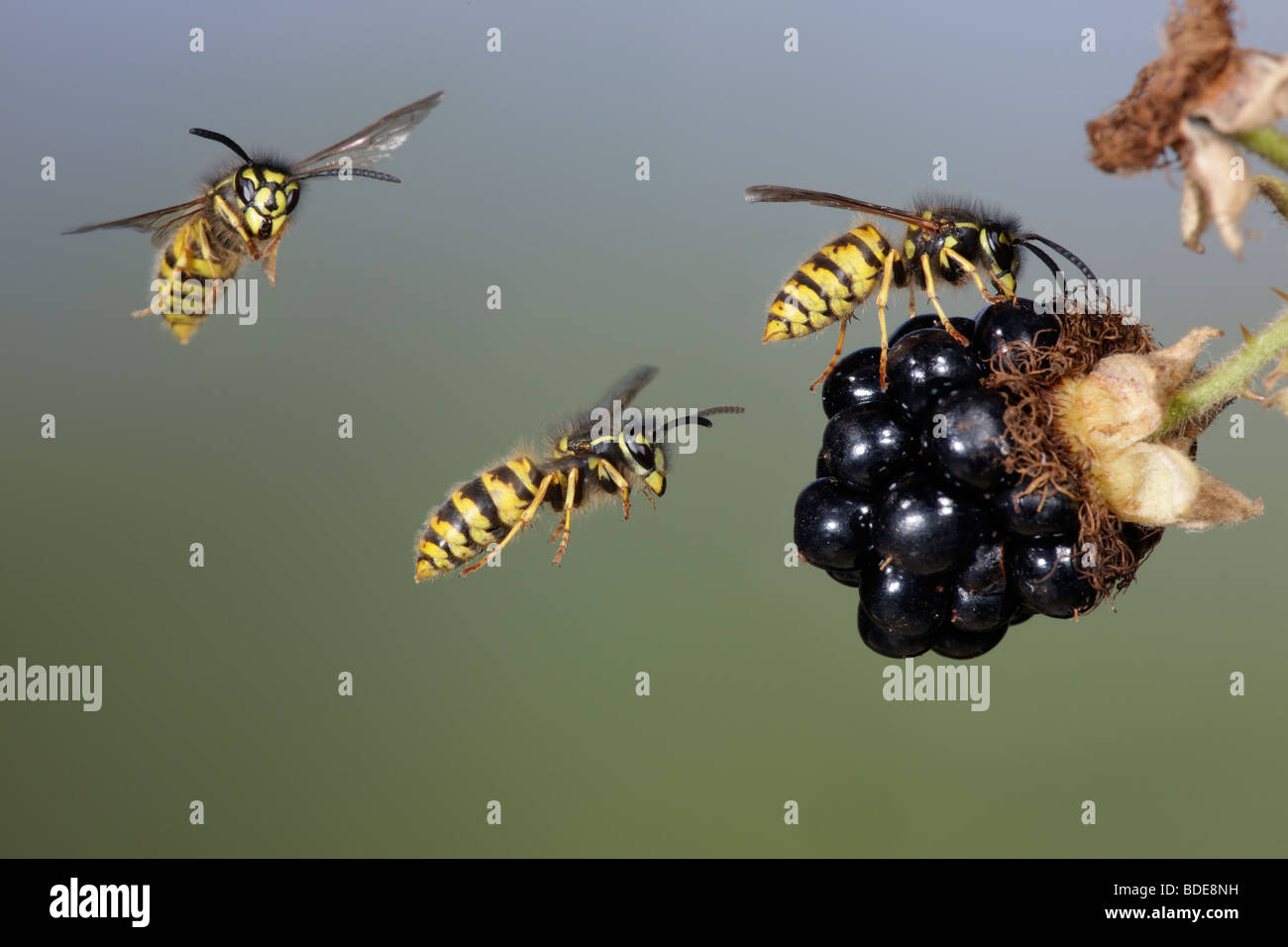 DOLICHOVESPULA MEDIA and Common wasps Vespula vulgaris in flight Stock Photo