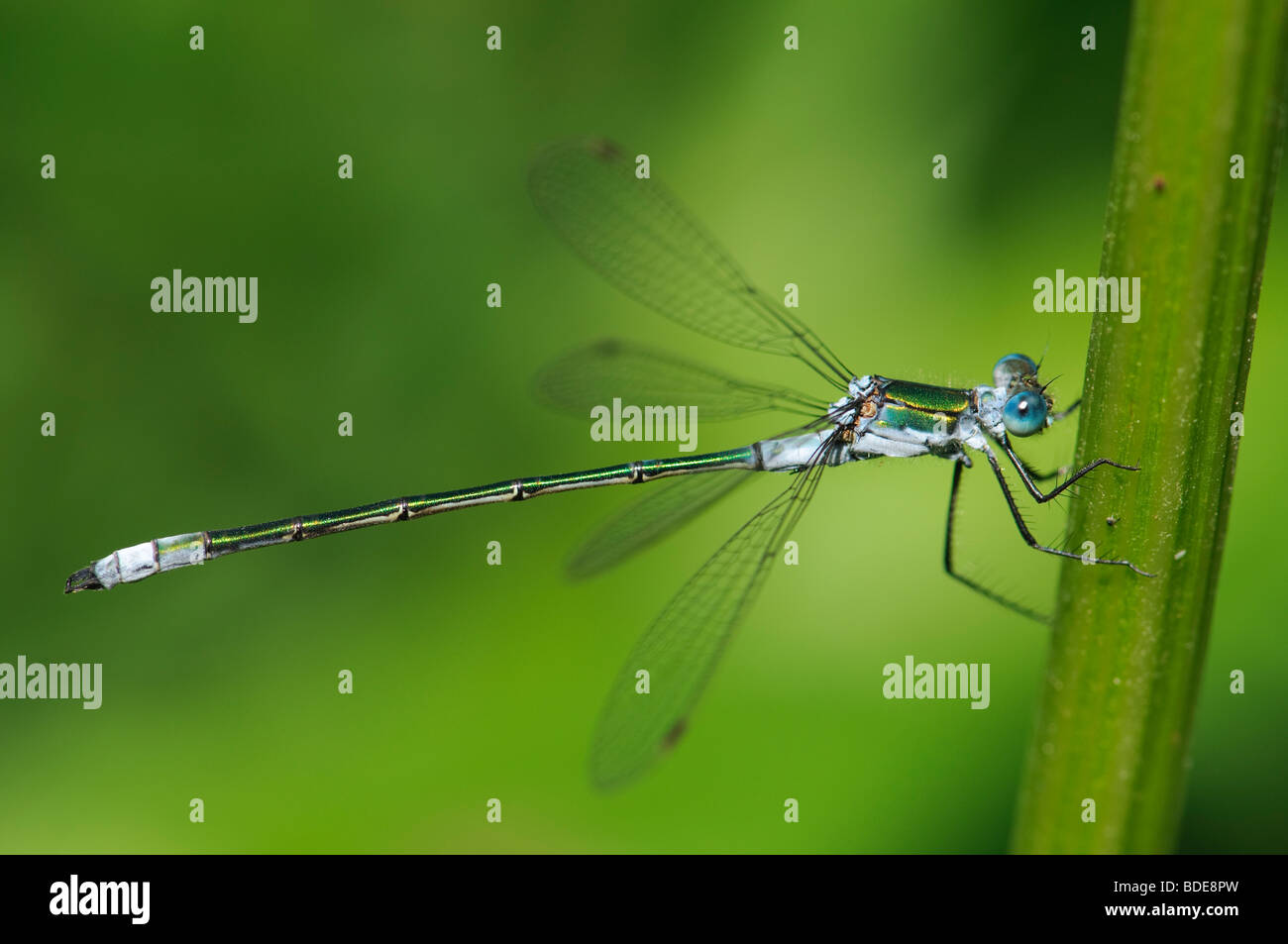 male Common Emerald Damselfly Lestes sponsa Stock Photo - Alamy