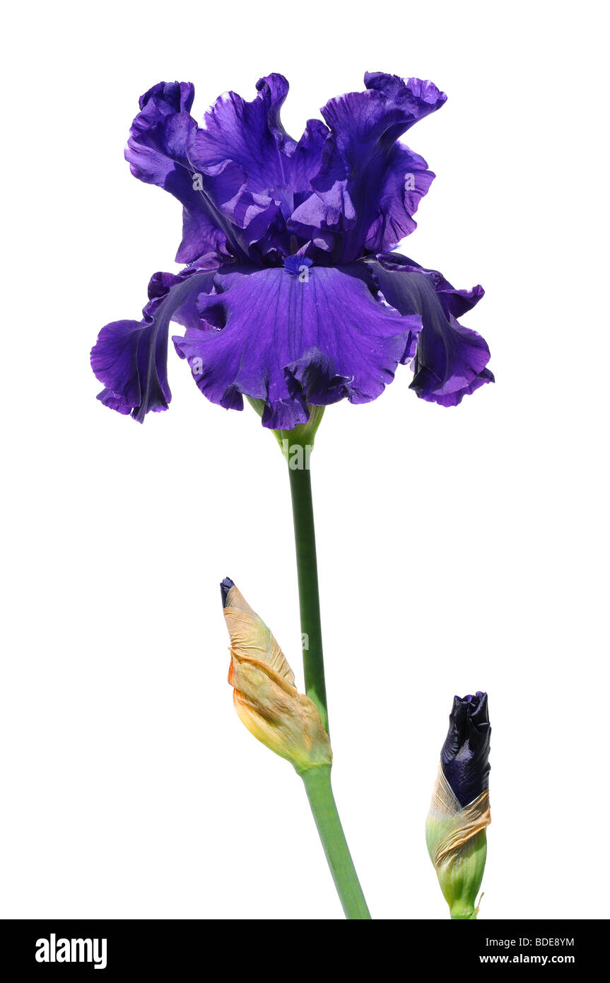 Purple iris flower and buds isolated over white background Stock Photo